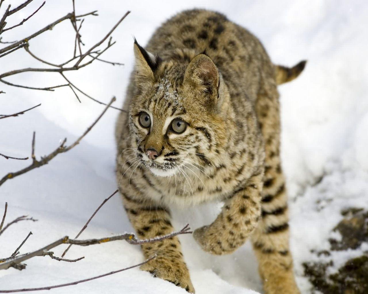 1280x1024 Bobcat Wallpaper. Ghost Bobcat Wallpaper, Bobcat Machine Wallpaper and Bobcat Wallpaper Company