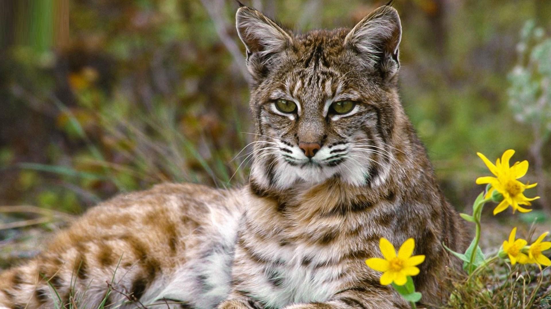 1920x1080 Bobcat Close Up Wallpaper