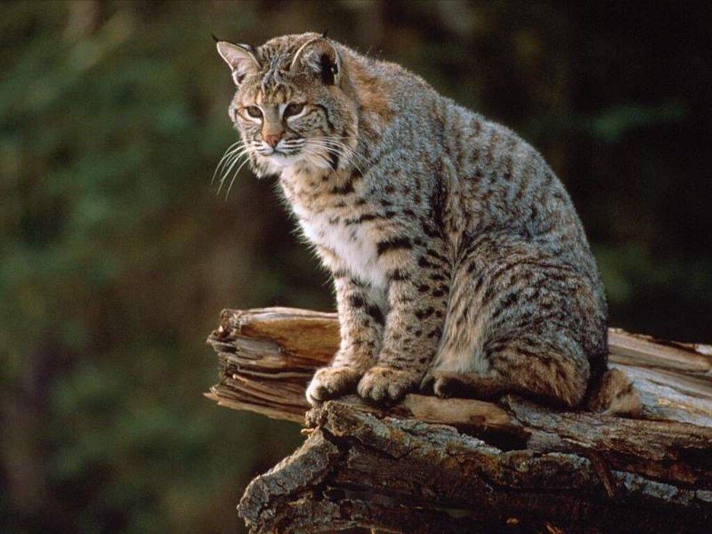 1024x768 Bob Cats Animal Quotes. QuotesGram