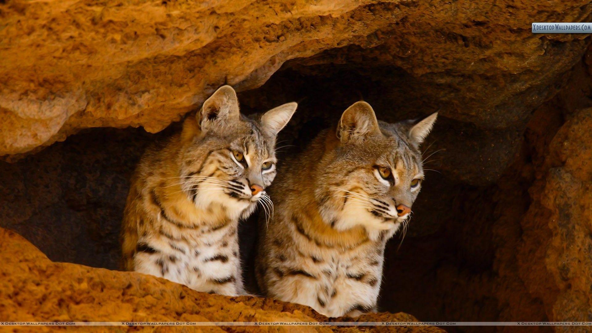 1920x1080 Bobcats Wallpaper FREE Picture