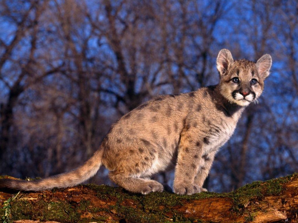1024x768 Cougar Baby Wallpaper Baby Animals Animals Wallpaper in jpg format for free download