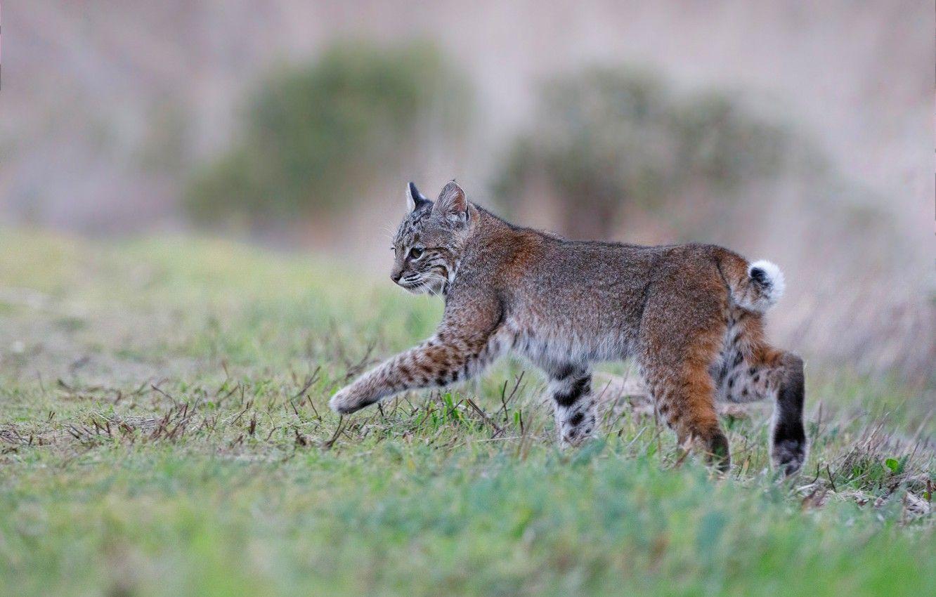 1332x850 Wallpaper grass, look, nature, pose, background, baby, walk, lynx, wild cat, a small lynx, teen, a small lynx image for desktop, section кошки