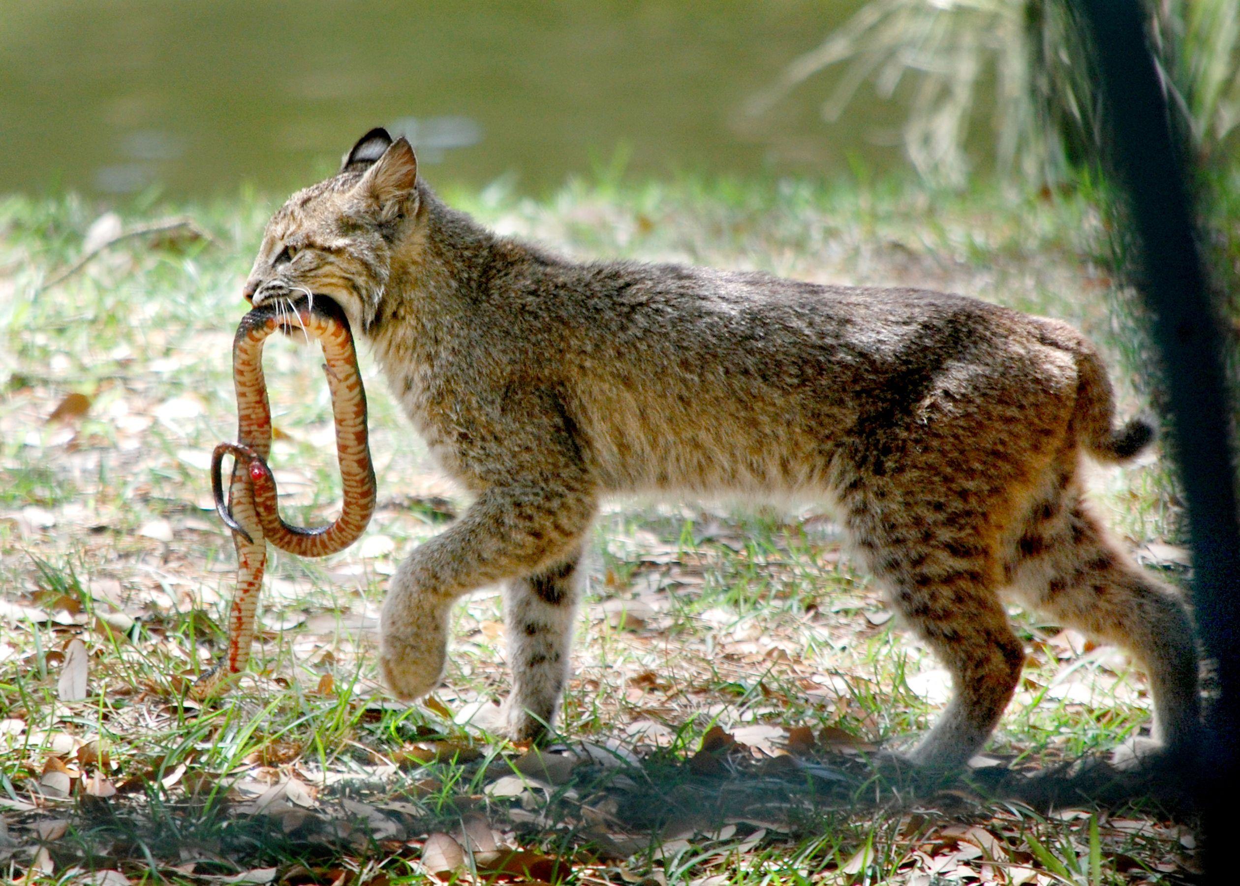 2520x1800 Bobcat wallpaper, Animal, HQ Bobcat pictureK Wallpaper 2019