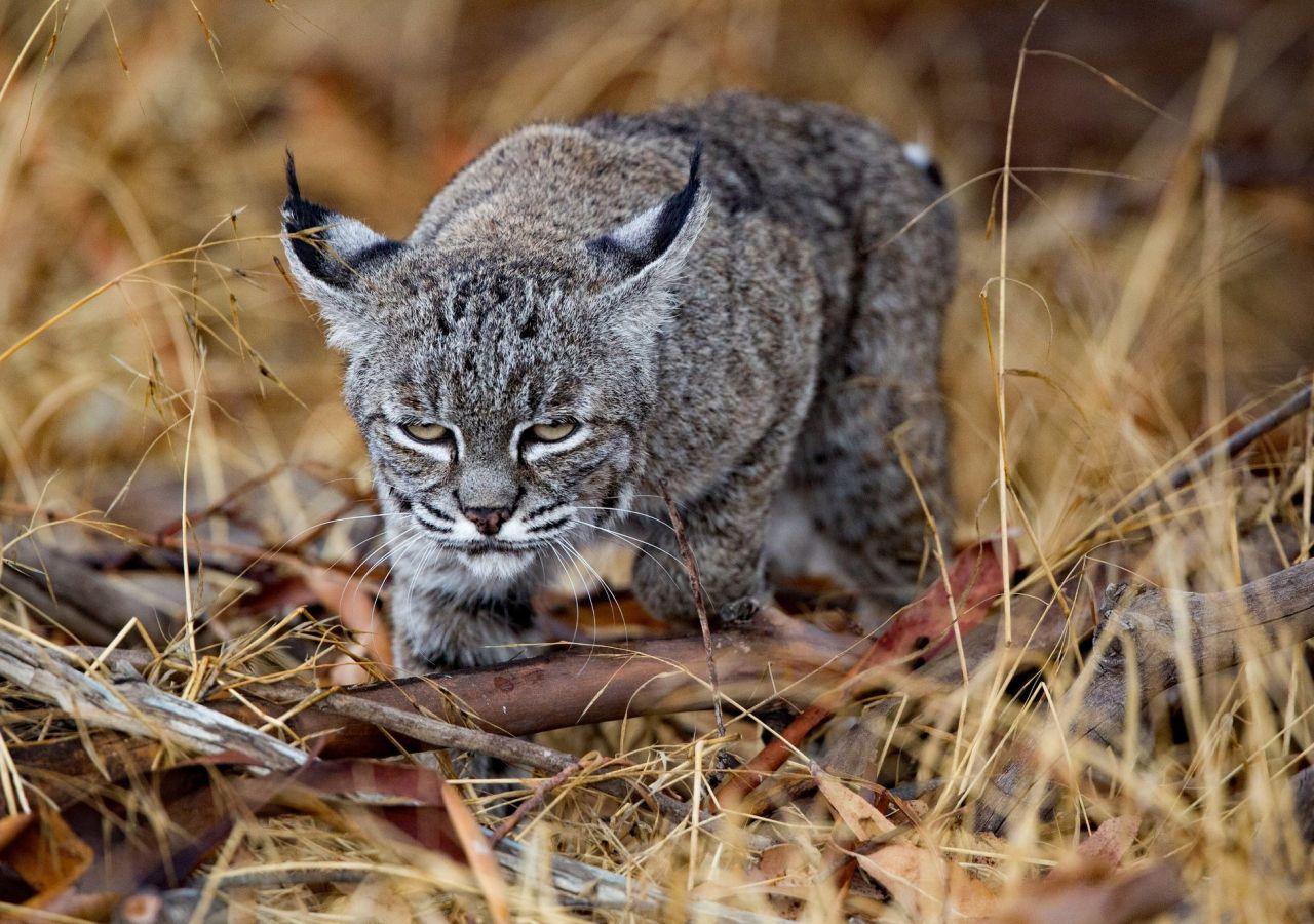 1280x900 Desktop Wallpaper Baby Lynx, Wild Cat, Animal, HD Image, Picture, Background, Ffbd8f