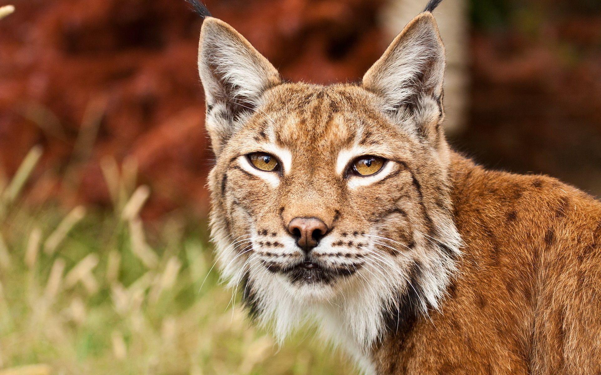 1920x1200 Bobcat