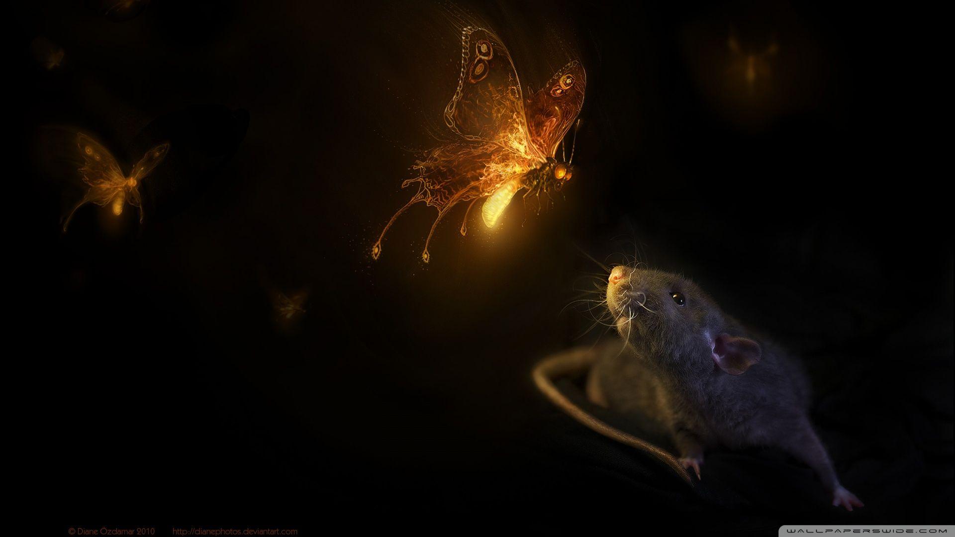 1920x1080 Firefly Ultra HD Desktop Background Wallpaper for 4K UHD TV : Tablet