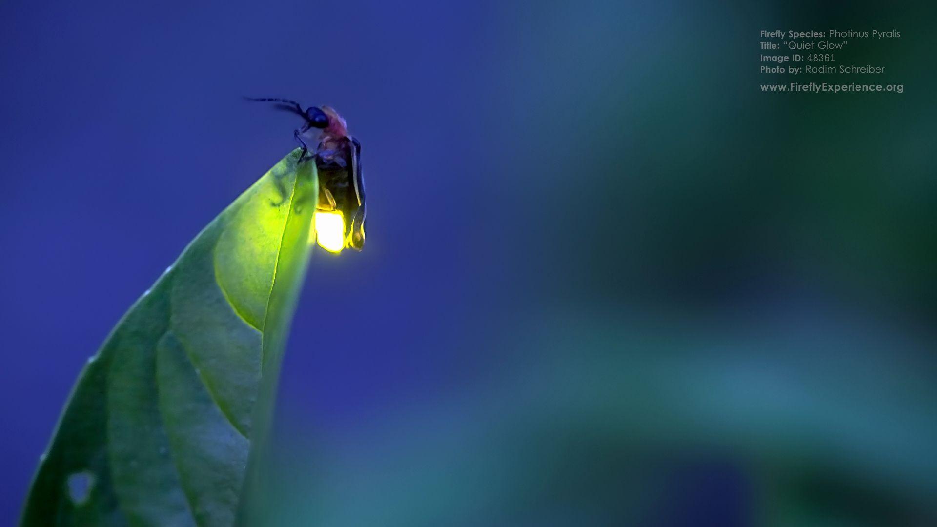 1920x1080 Fireflies Wallpaper Luxury Firefly Experience Free Desktop Wallpaper with Fireflies and Lighting Bugs This Year of The Hudson