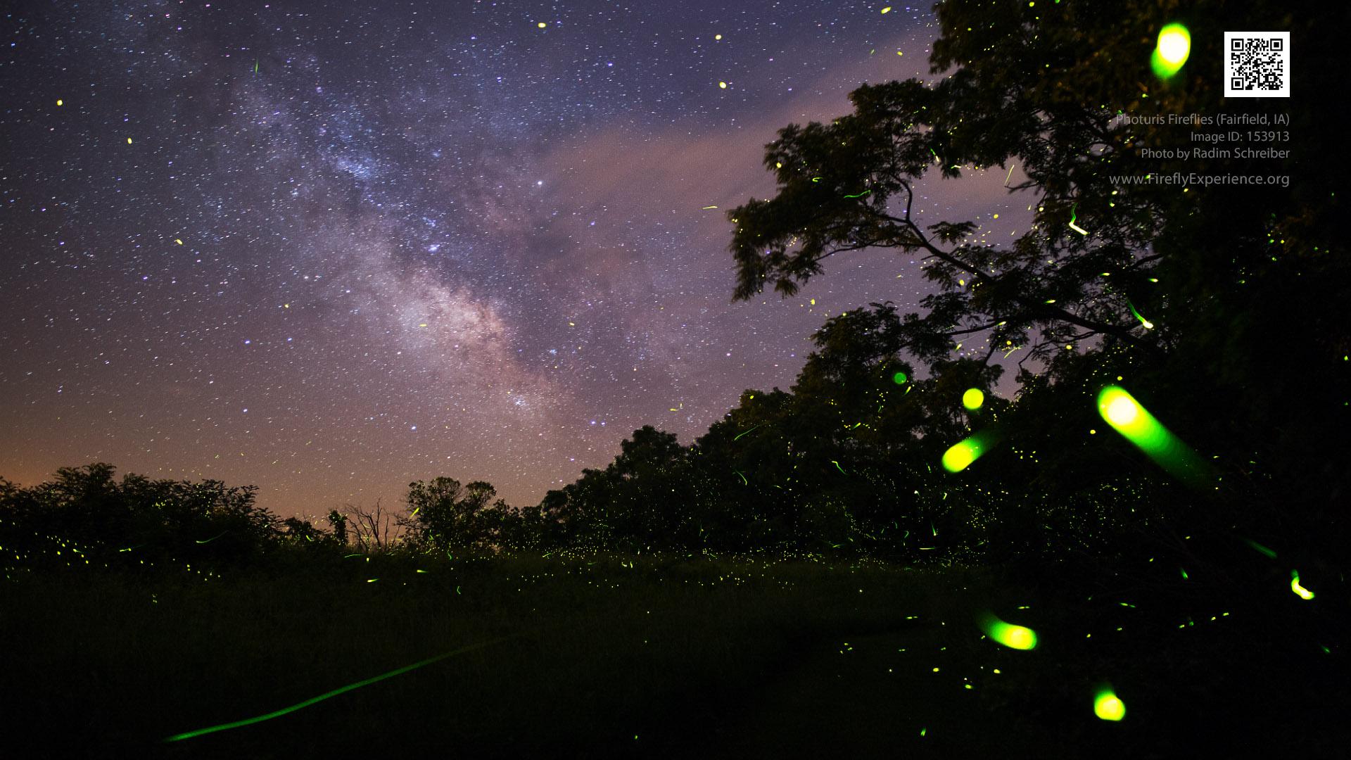1920x1080 Free Firefly Wallpaper