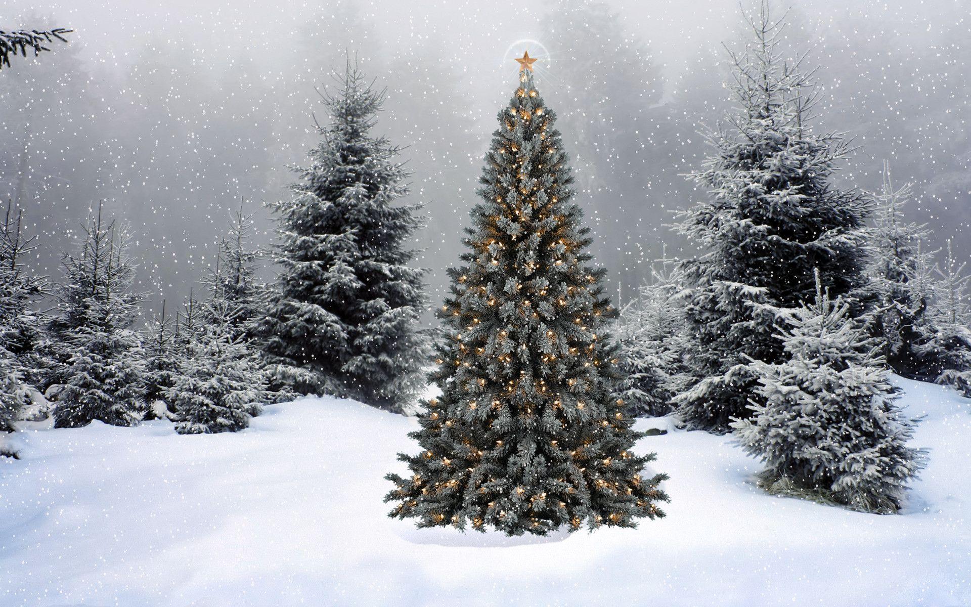 1920x1200 Christmas Tree Desktop Background