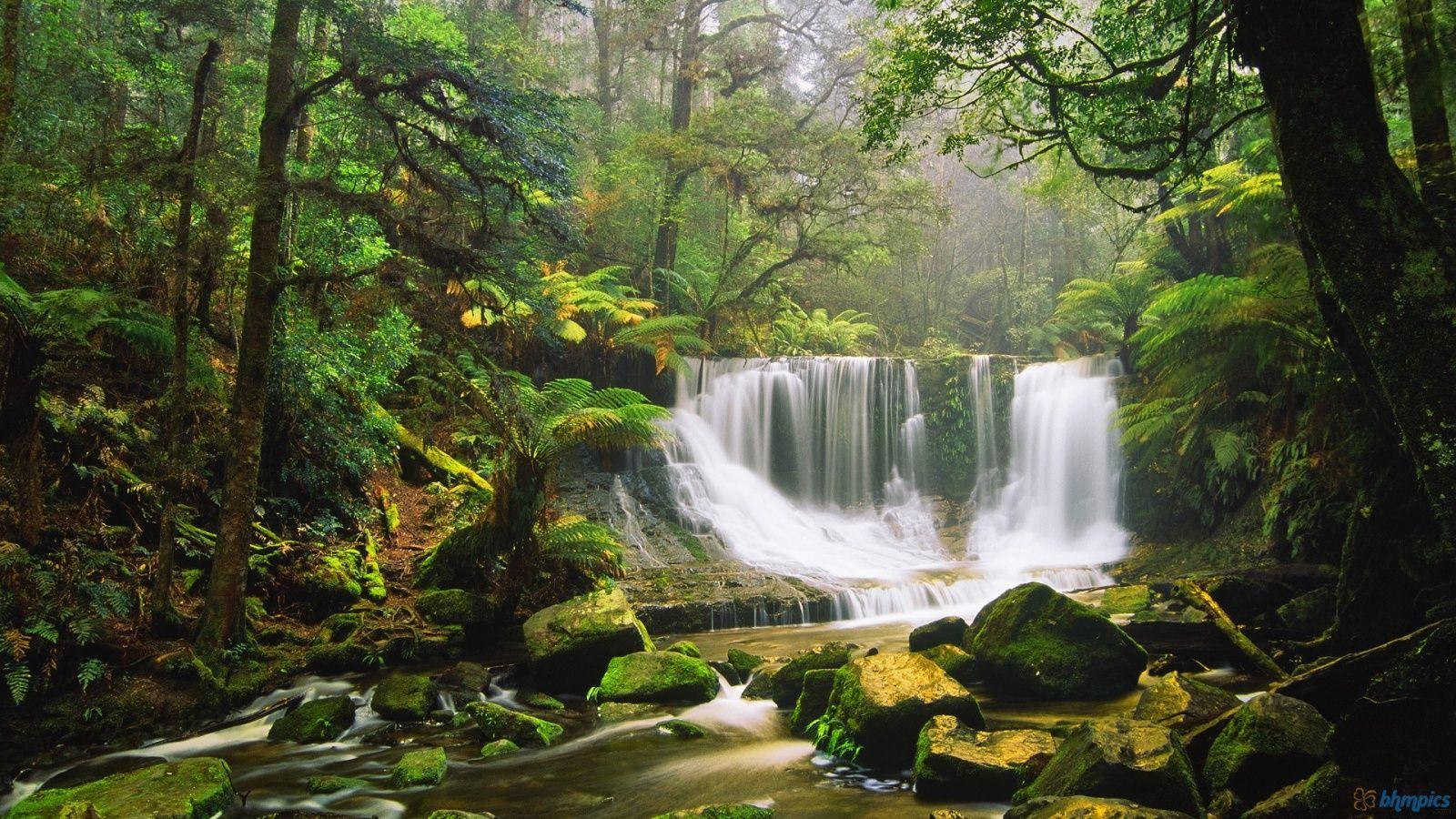1600x900 australian wildlife and scenery pics. australian rainforest Scenery