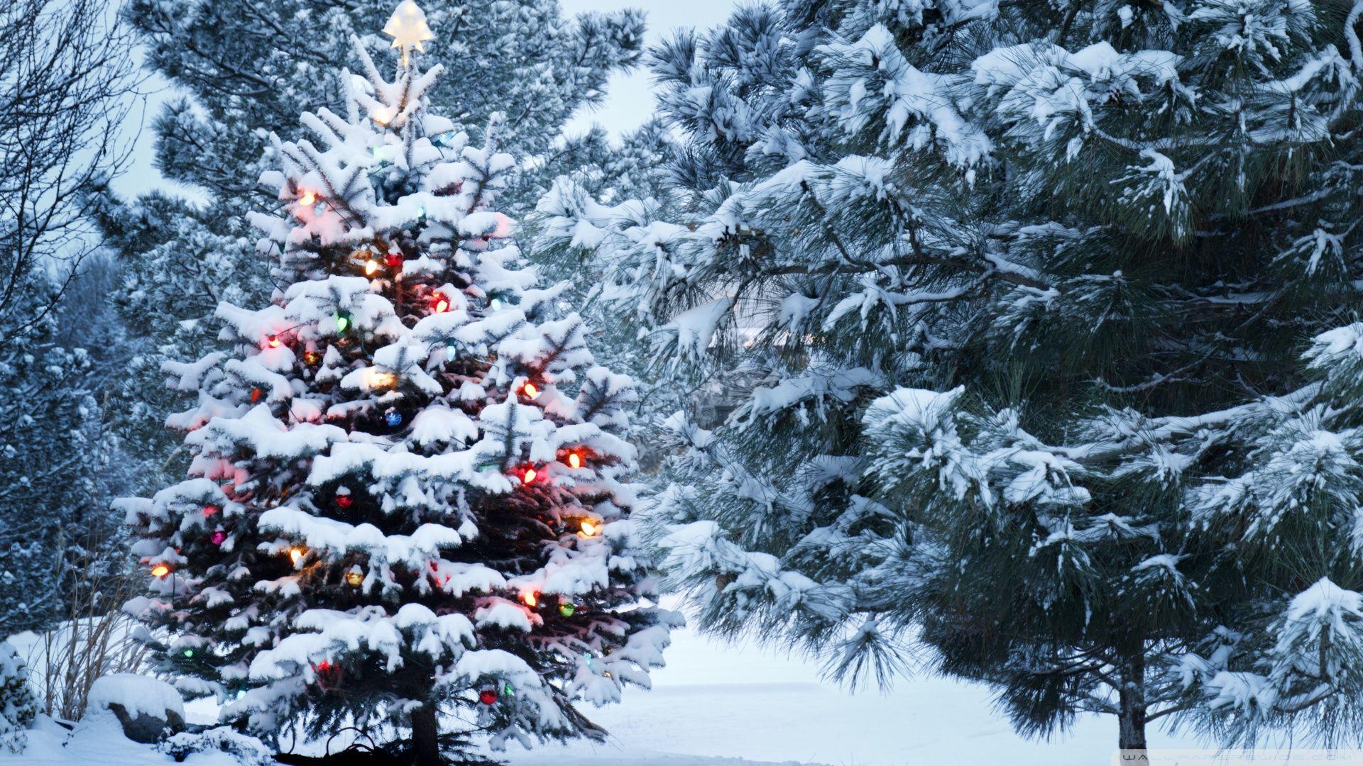1920x1080 Beautiful Outdoor Christmas Tree Ultra HD Desktop Background Wallpaper for 4K UHD TV : Widescreen & UltraWide Desktop & Laptop : Tablet