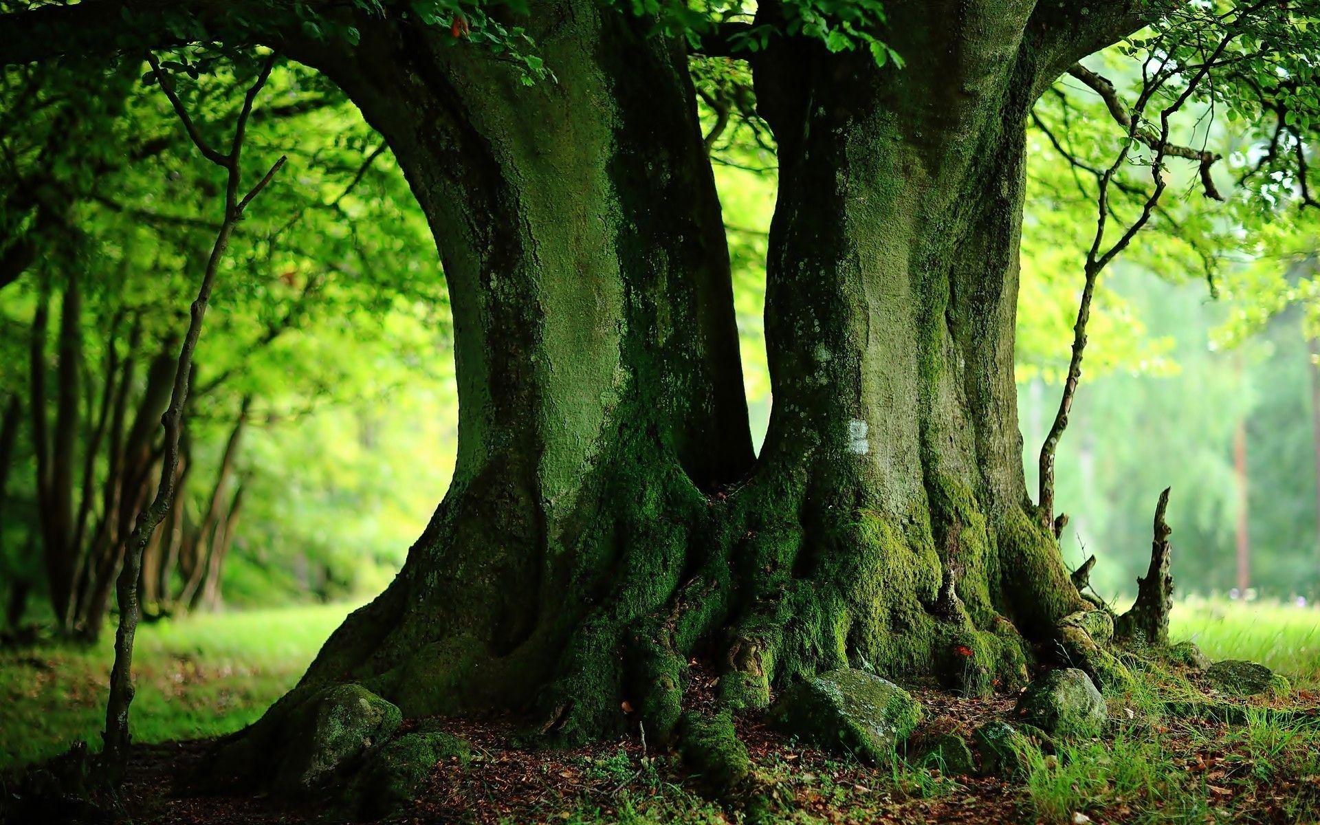 1920x1200 Trees Desktop Wallpaper