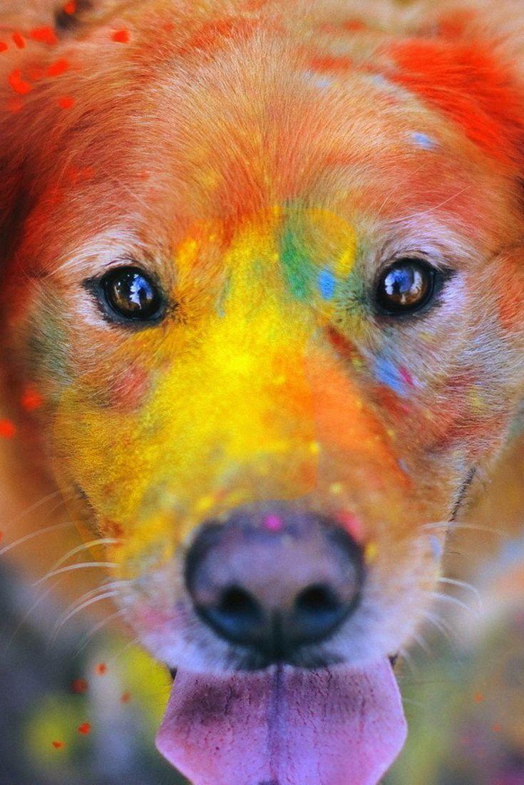 Colourful Dog Wallpapers Top Free Colourful Dog Backgrounds