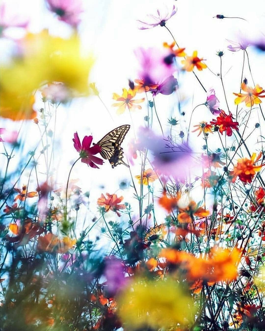 1080x1349 Most Beautiful Colourful Flower Wallpaper
