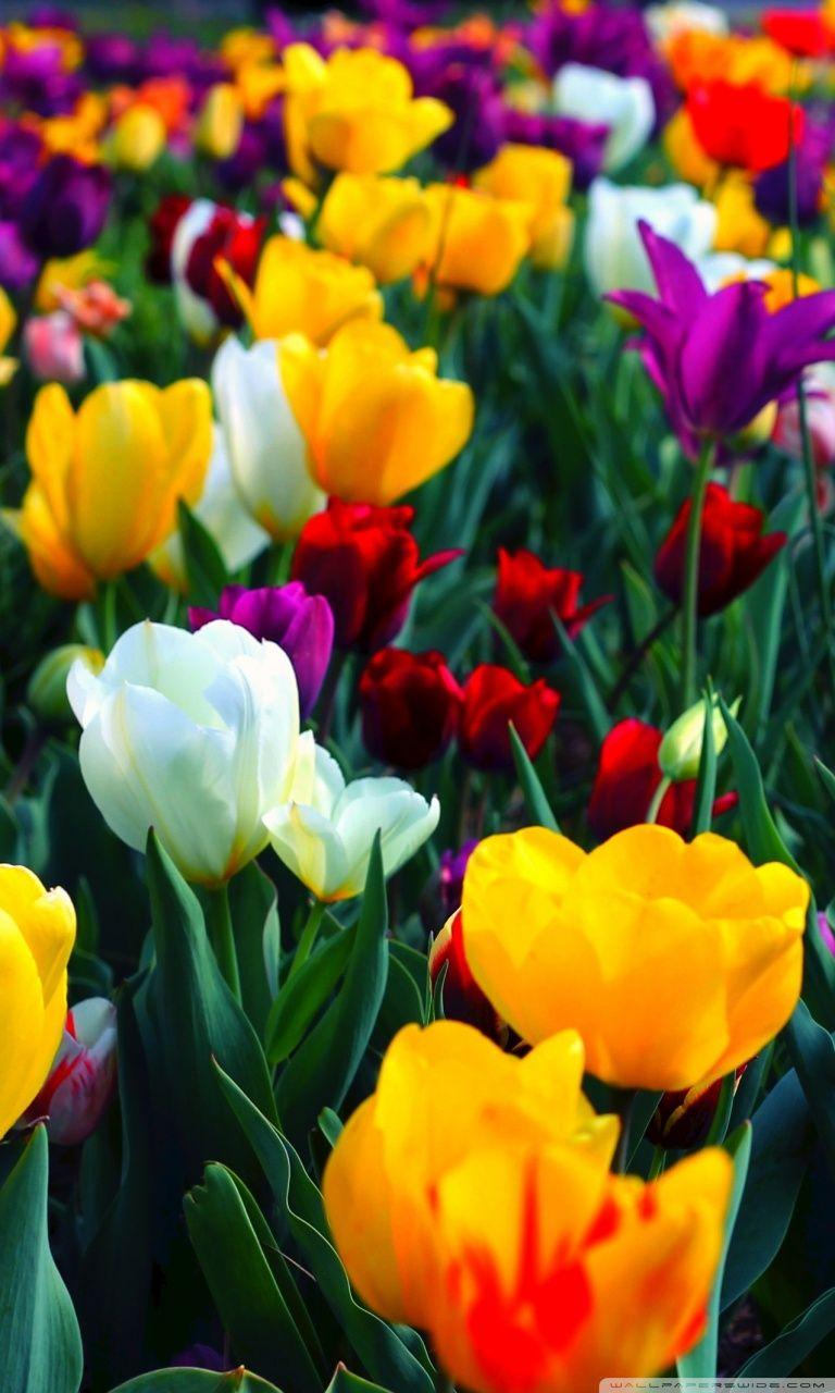 768x1280 Colorful Flowers Ultra HD Desktop Background Wallpaper for : Multi Display, Dual Monitor : Tablet