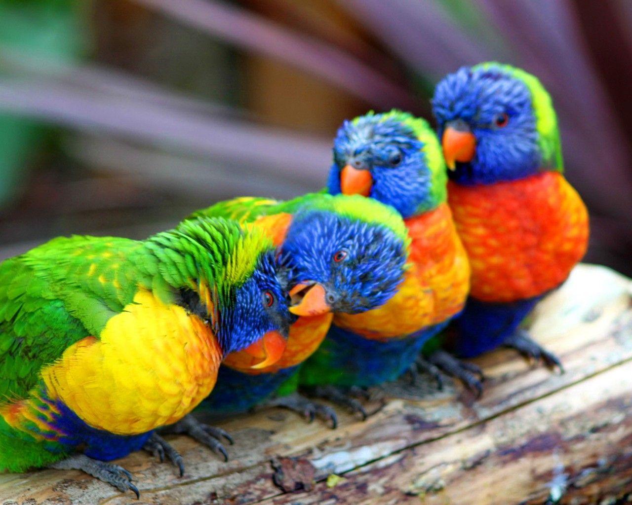 1280x1024 Cute Colorful Parrot Wallpaper HD :