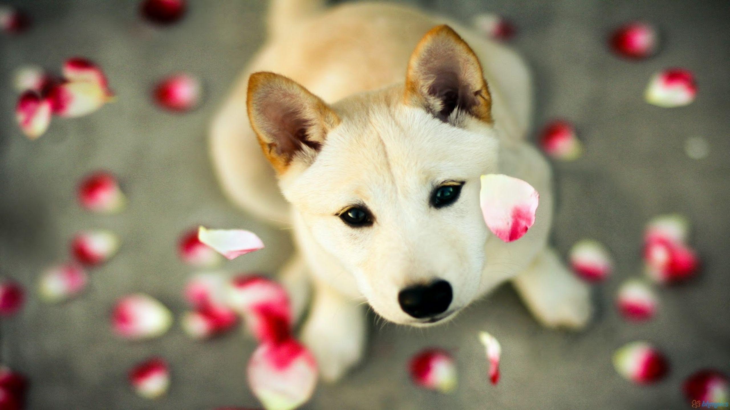 Puppy Laptop Wallpapers - Top Free Puppy Laptop Backgrounds ...