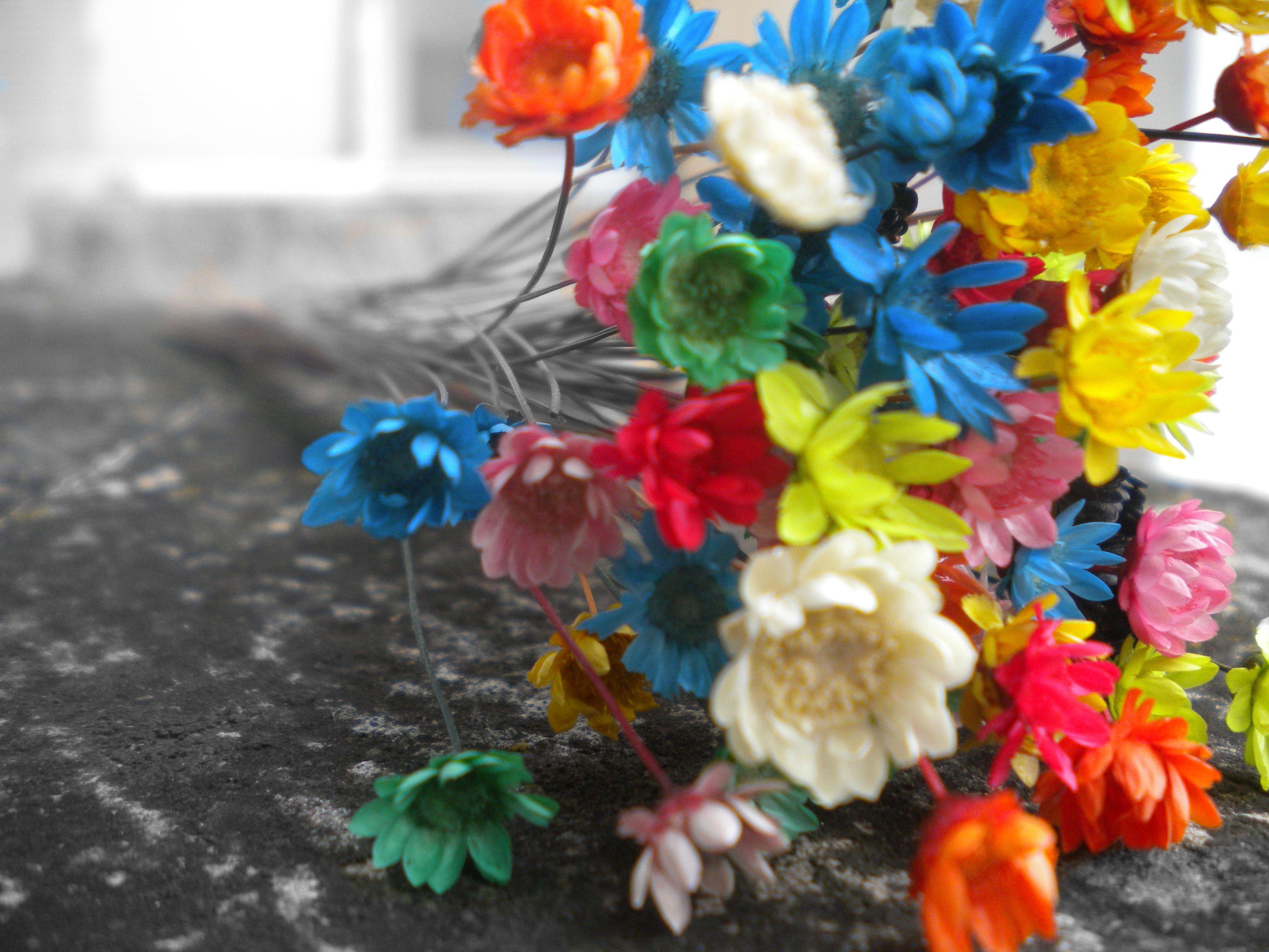 3648x2736 Lencir Kuning: 25 Fresh Colourful Flowers Wallpaper Download