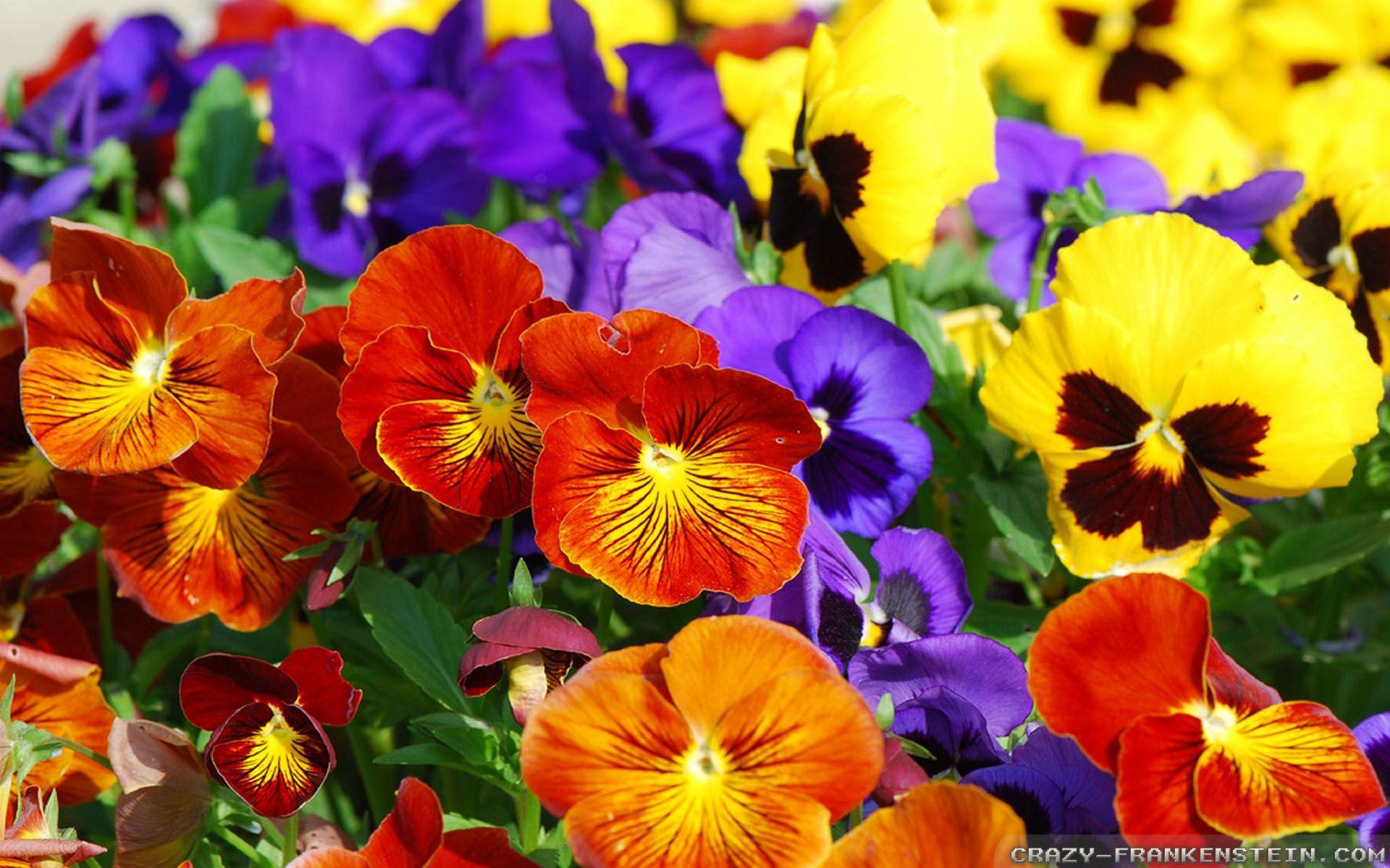 Colourful Flowers Wallpapers - Top Free Colourful Flowers Backgrounds ...