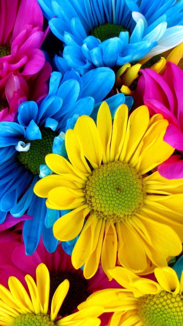 750x1334 Daisy iPhone 6 Wallpaper Wallpaper For Mobile Phone Flower HD Wallpaper