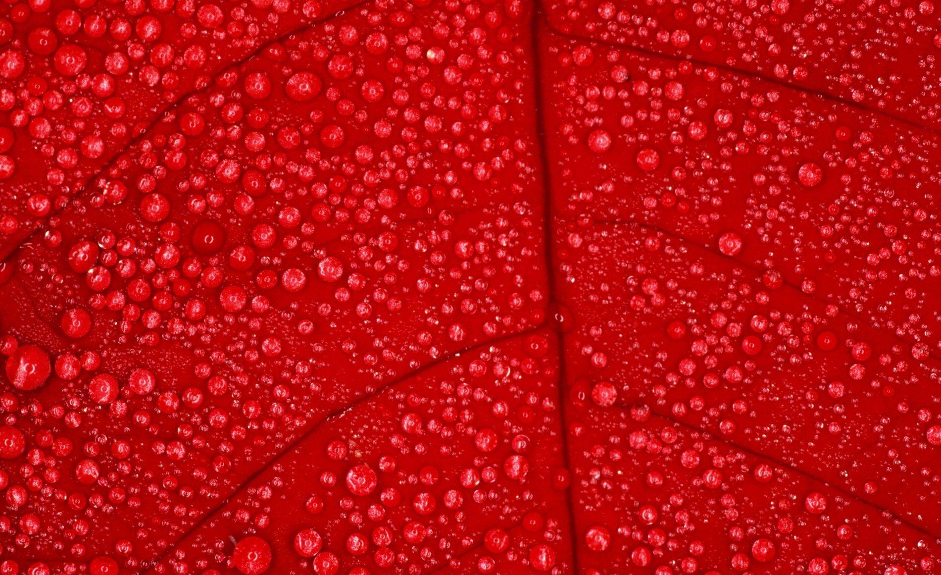 1901x1161 Crisp Red Wallpaper For Desktop, Laptop and Tablet Devices
