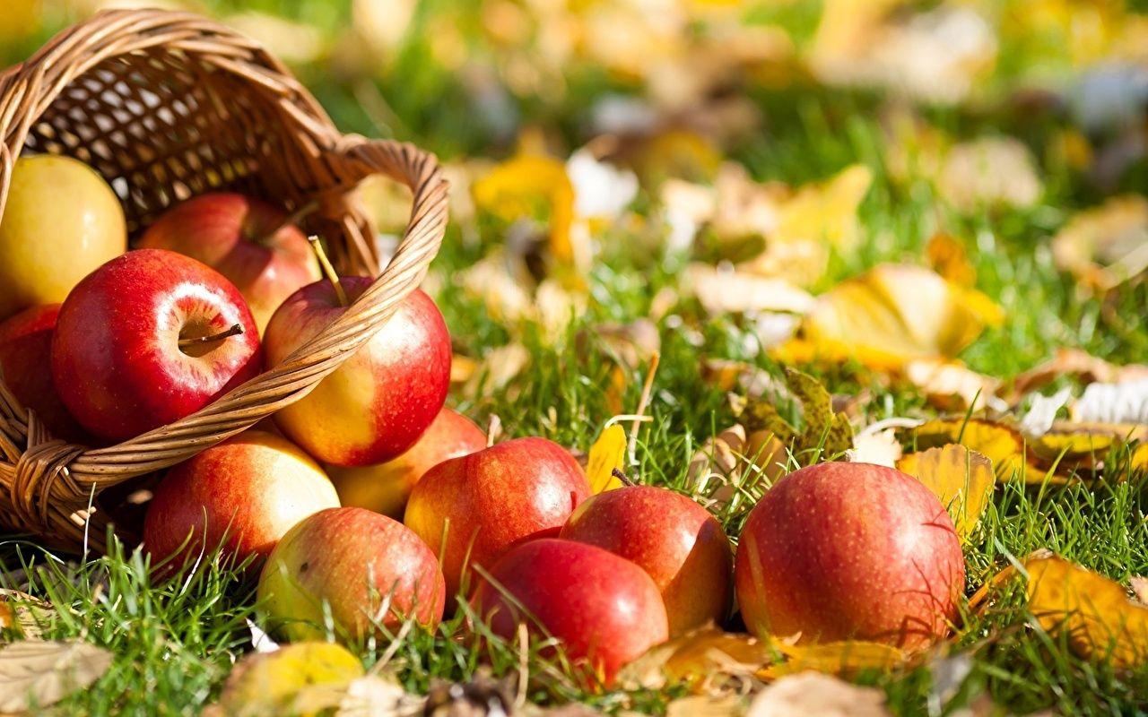 Autumn Apples Wallpapers Top Free Autumn Apples Backgrounds Wallpaperaccess 