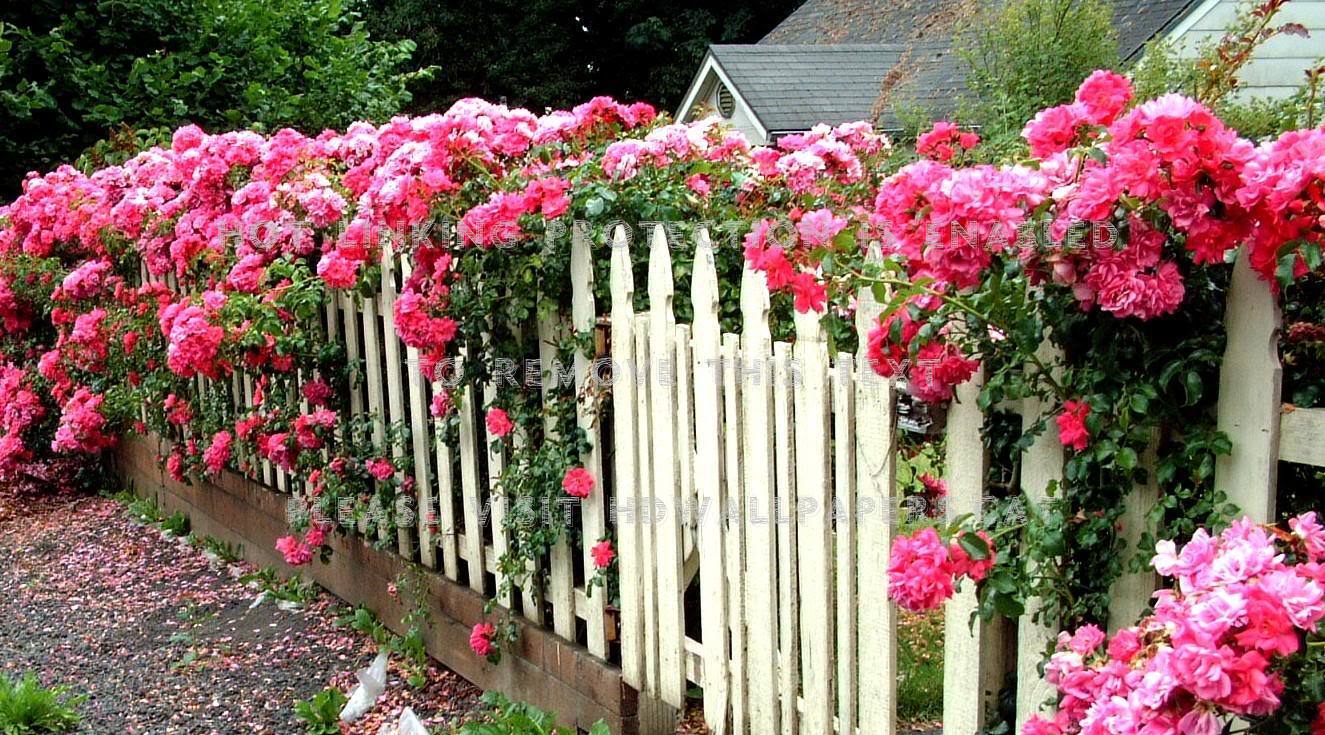 1325x735 rose fence garden english cottage houses