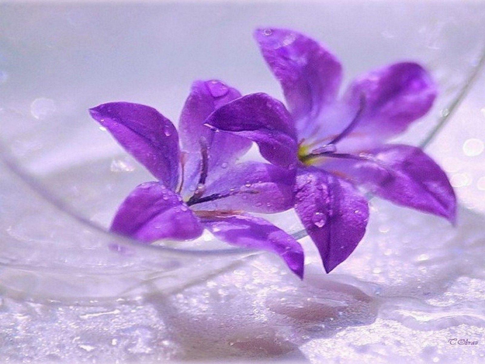 1600x1200 Purple, flowers, hd Nature Wallpaper, Colourful, Flowers, 's Best Beautiful Flowers, Download Wallpaper
