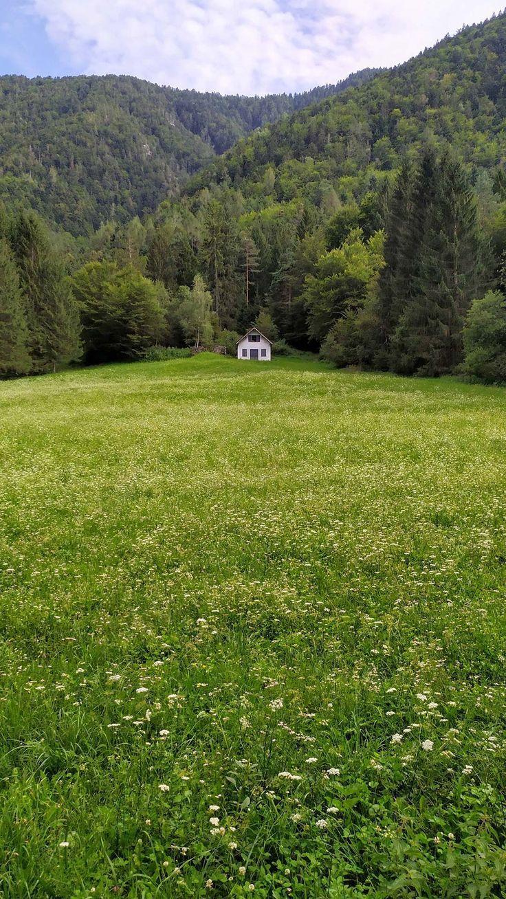 736x1308 flowers #house #nature #summer #grass #green #daisies #wallpaper #android #iPhone #mobile #backgrou. House in nature, Green scenery, Scenery wallpaper