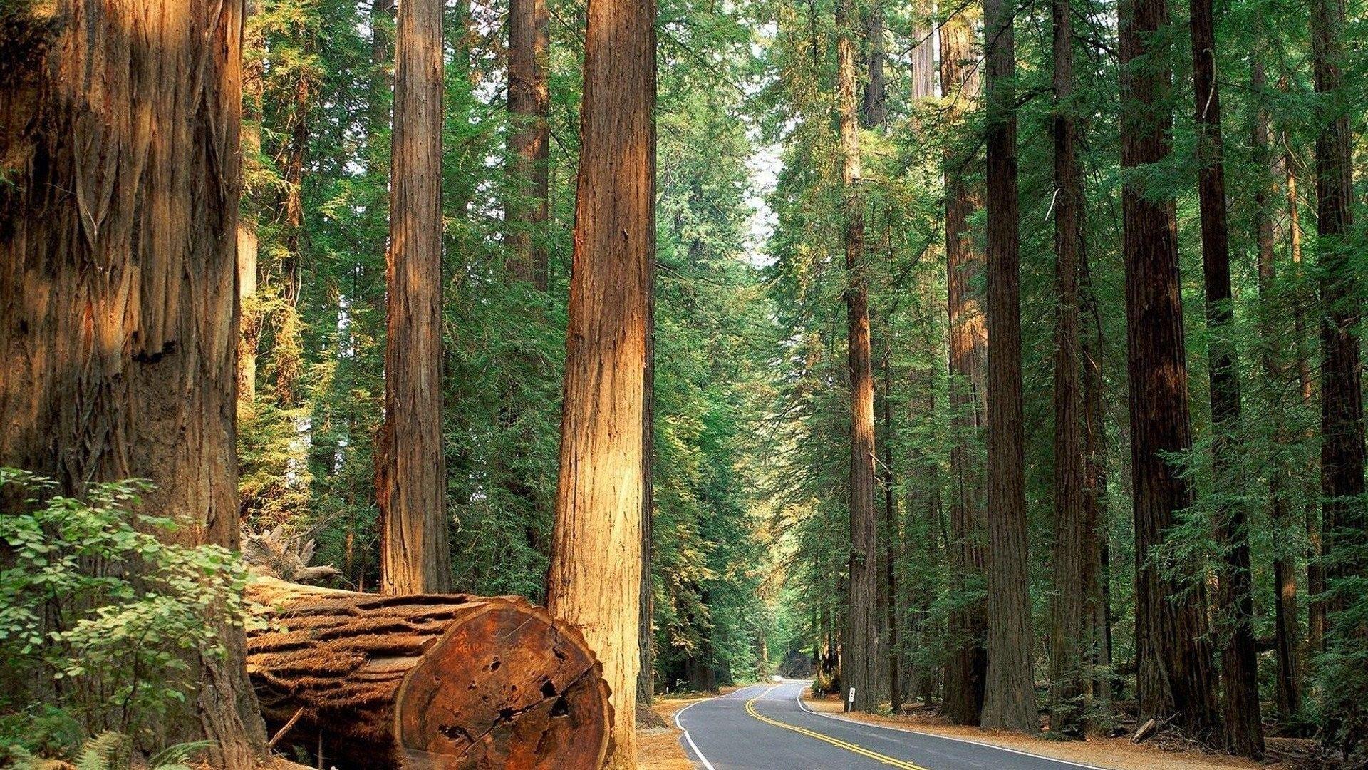 1920x1080 Trees, Forest, Nature, colourful, Nature Background, Forest, Free, HD Nature Wallpaper, road, Tree, Road