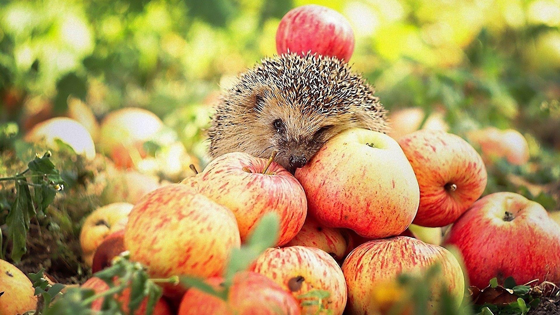 1920x1080 Hedgehog And Apples wallpaperx1080