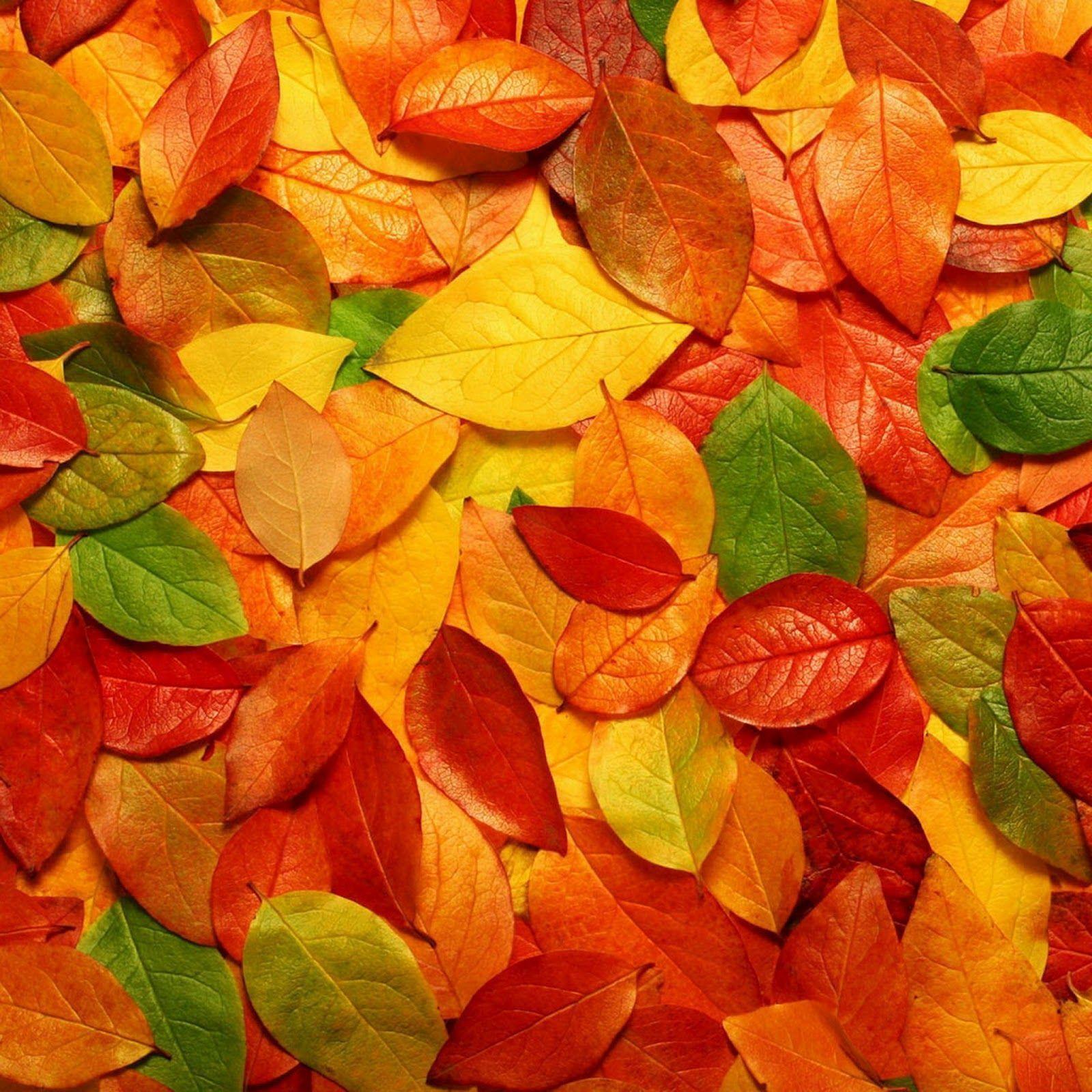 1600x1600 Autumn iPad 3 HD Wallpaper