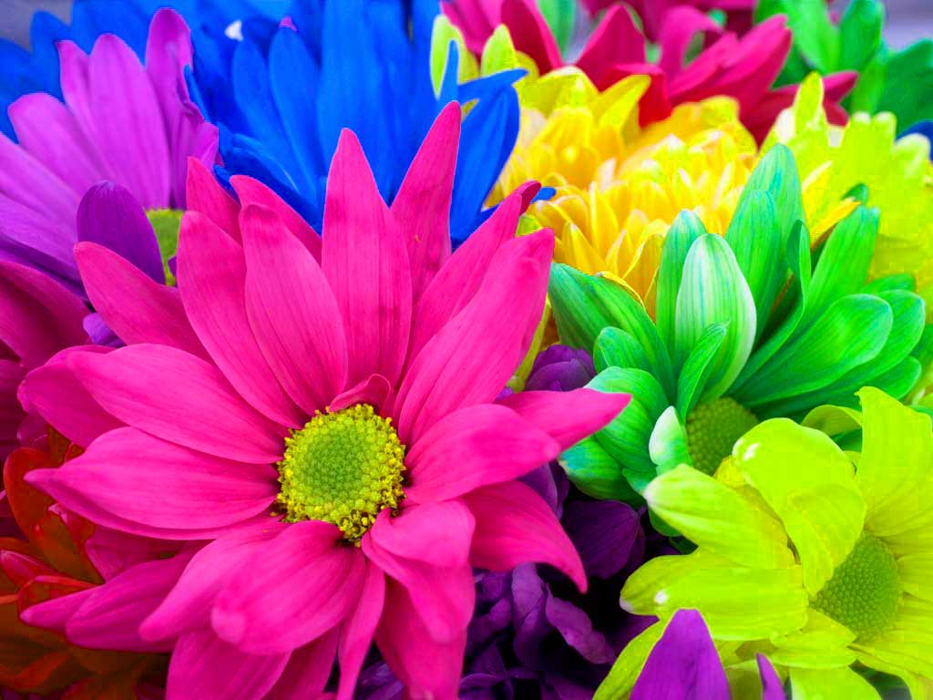1024x768 Colourful Flower Wallpaper