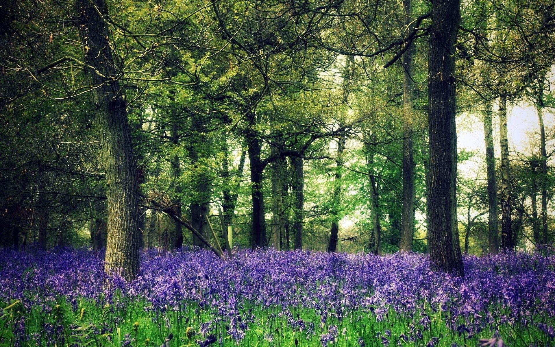 1920x1200 Windows, Forest, Area, Sky, Wild, Beautiful, Healthlandscape, Background, Landscapes, Nature Wallpaper, Colourful, Nature