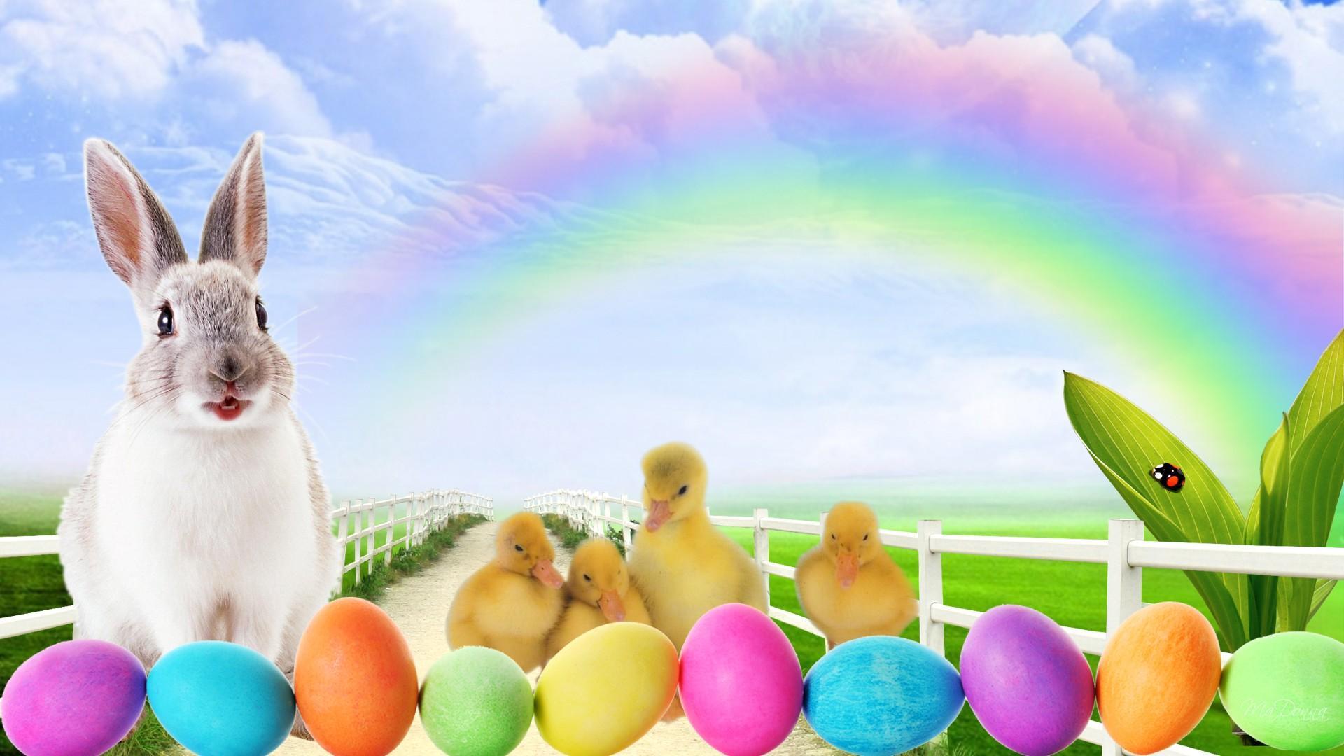 1920x1080 Bunny Wallpaper