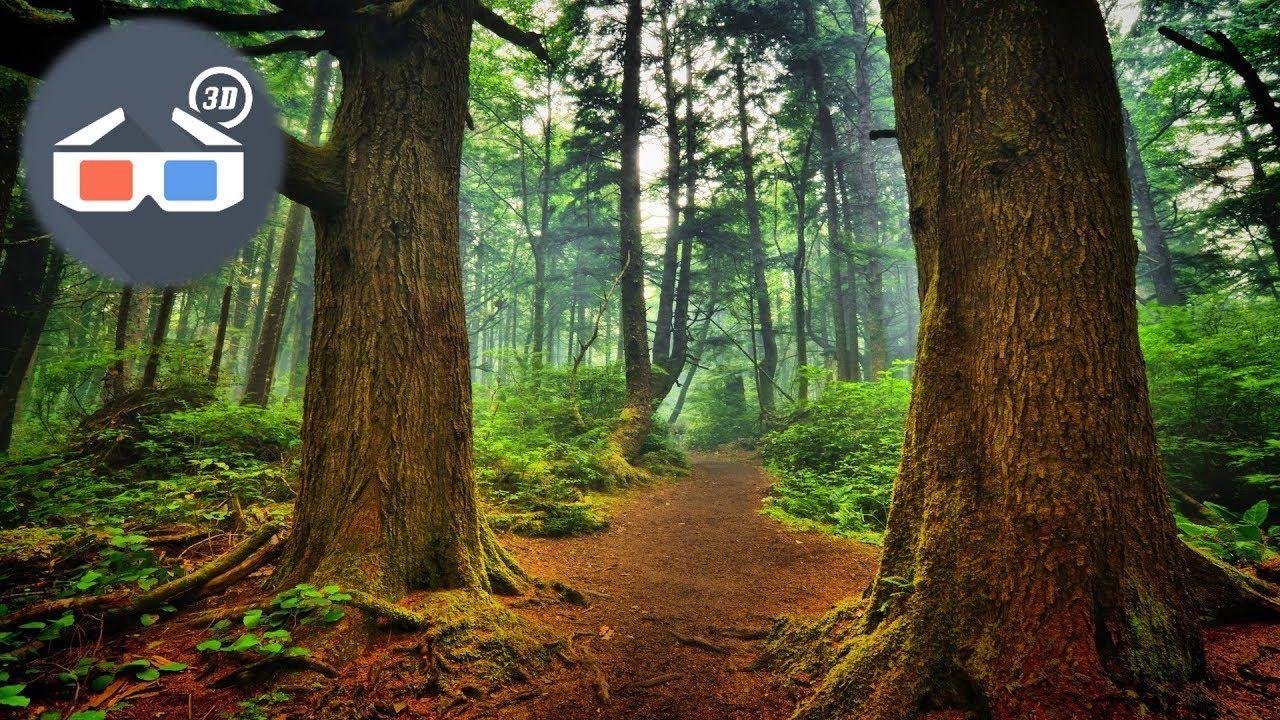 1280x720 3D VIDEO Anaglyph 3D HD 1080p NATURE FOREST 3D RED CYAN. Landscape trees, Forest wallpaper, Nature wallpaper