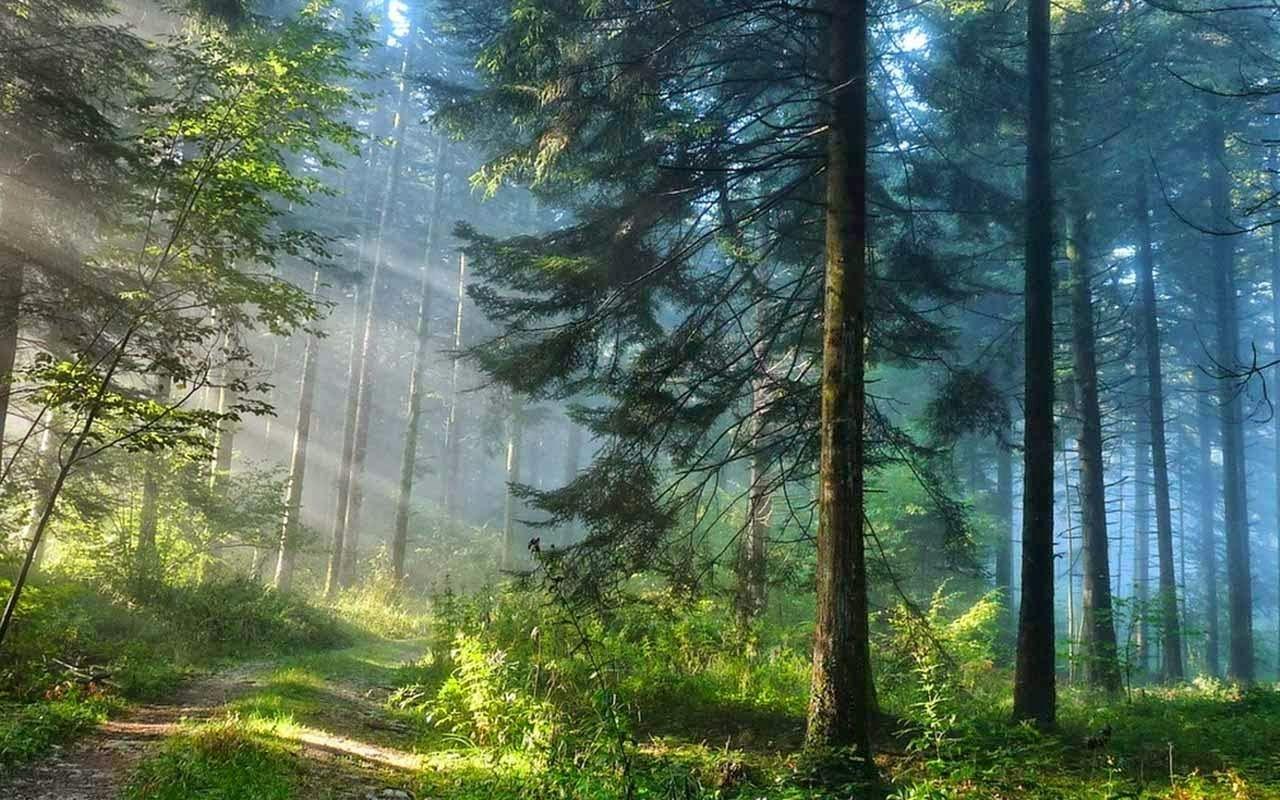 3D Forest Wallpapers - Top Free 3D Forest Backgrounds - WallpaperAccess