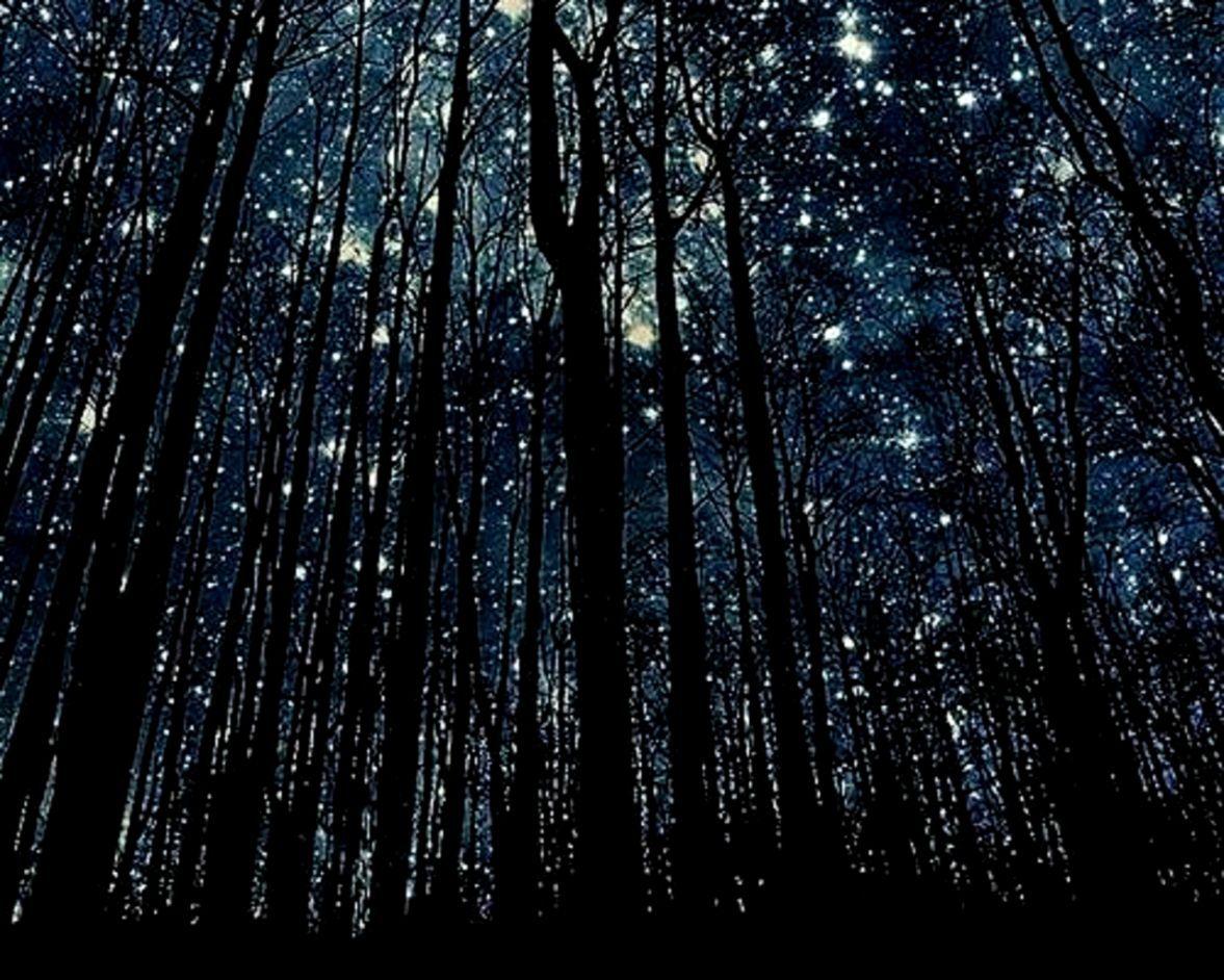 1177x942 Forests Forest Night Trees Nature Sky HD 3D Live Wallpaper Night, Download Wallpaper