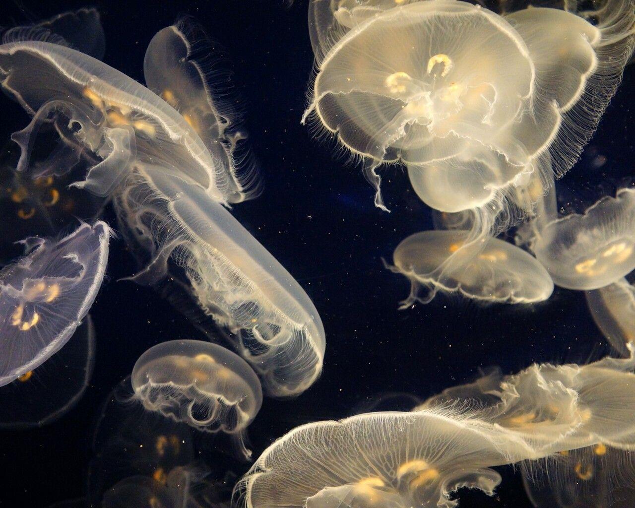 1280x1024 Abstract Aquarium of the Pacific wallpaper