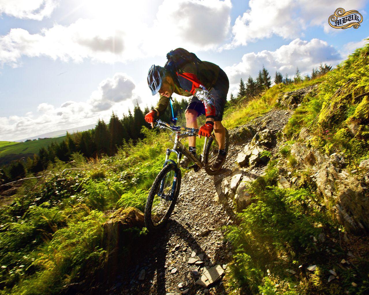 1280x1024 Desktop HD Fox Downhill Wallpaper