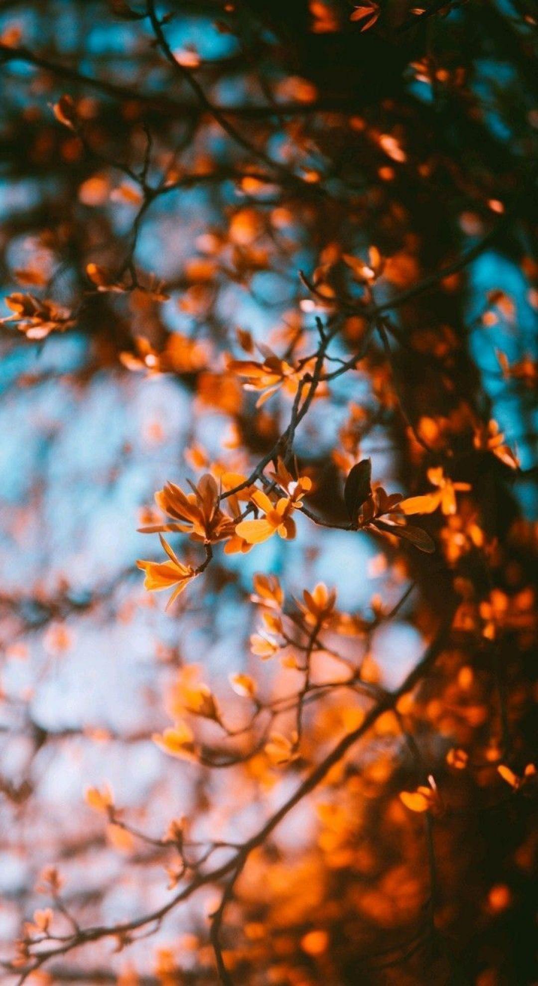 1080x1980 Autumn Aesthetic Background Image HD