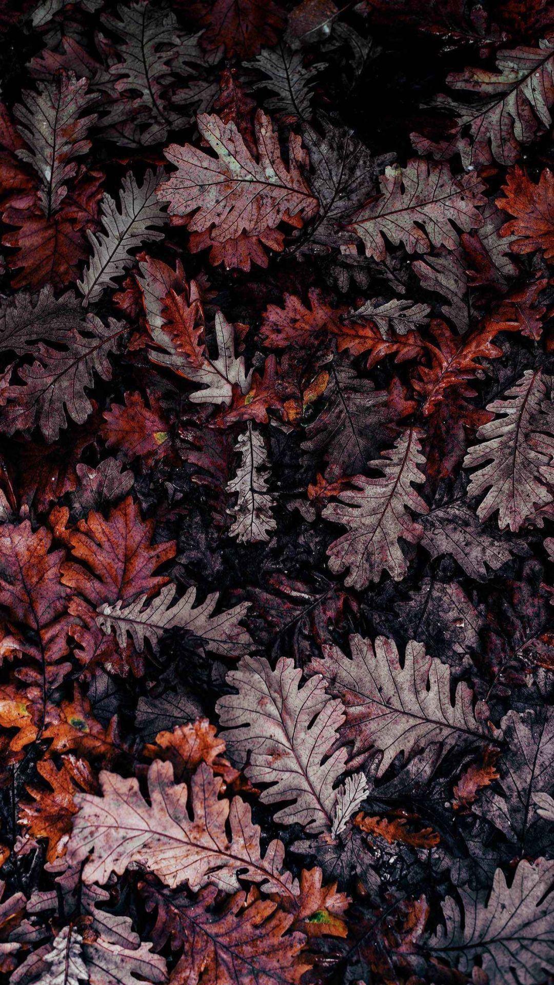 1080x1920 Autumn Aesthetic