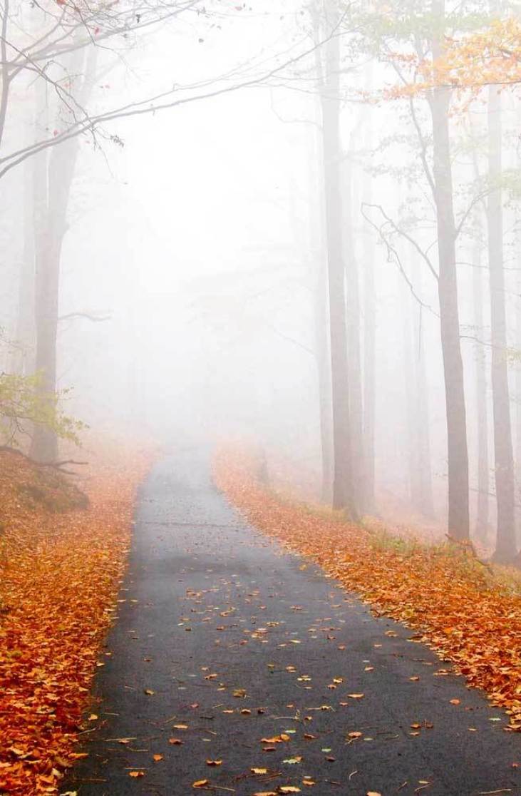 731x1116 Autumn aesthetic Wallpaper