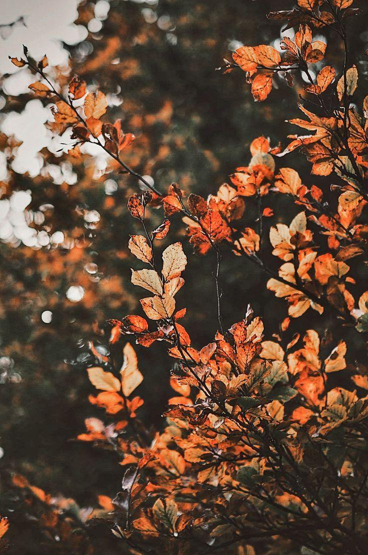 736x1108 Fall Leaves. Autumn. We Love Fall. Fall Scenery. Autumn photography, Fall wallpaper, Autumn scenery