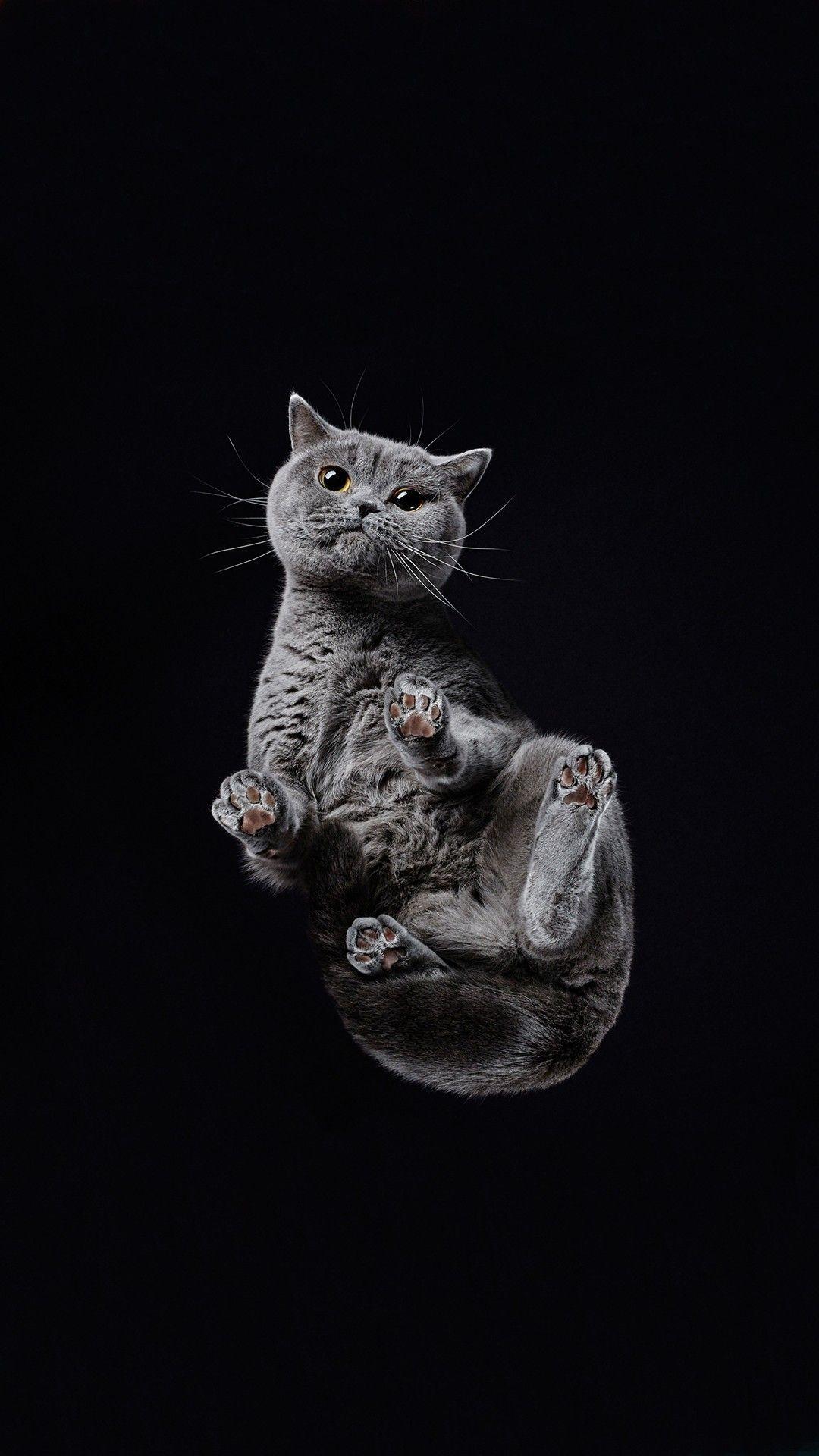 1080x1920 Pin oleh NitashaKoshy di Всякое. Kucing cantik, Kucing