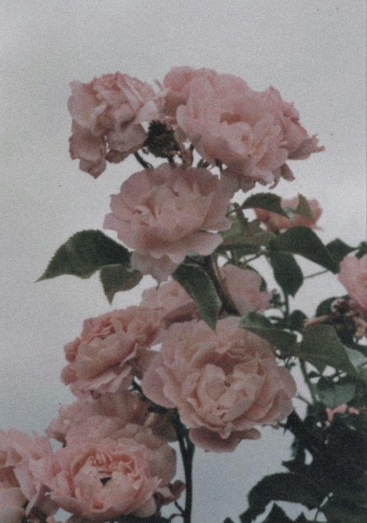 746x1062 grainy peach. Flower aesthetic, Peach aesthetic, Aesthetic vintage