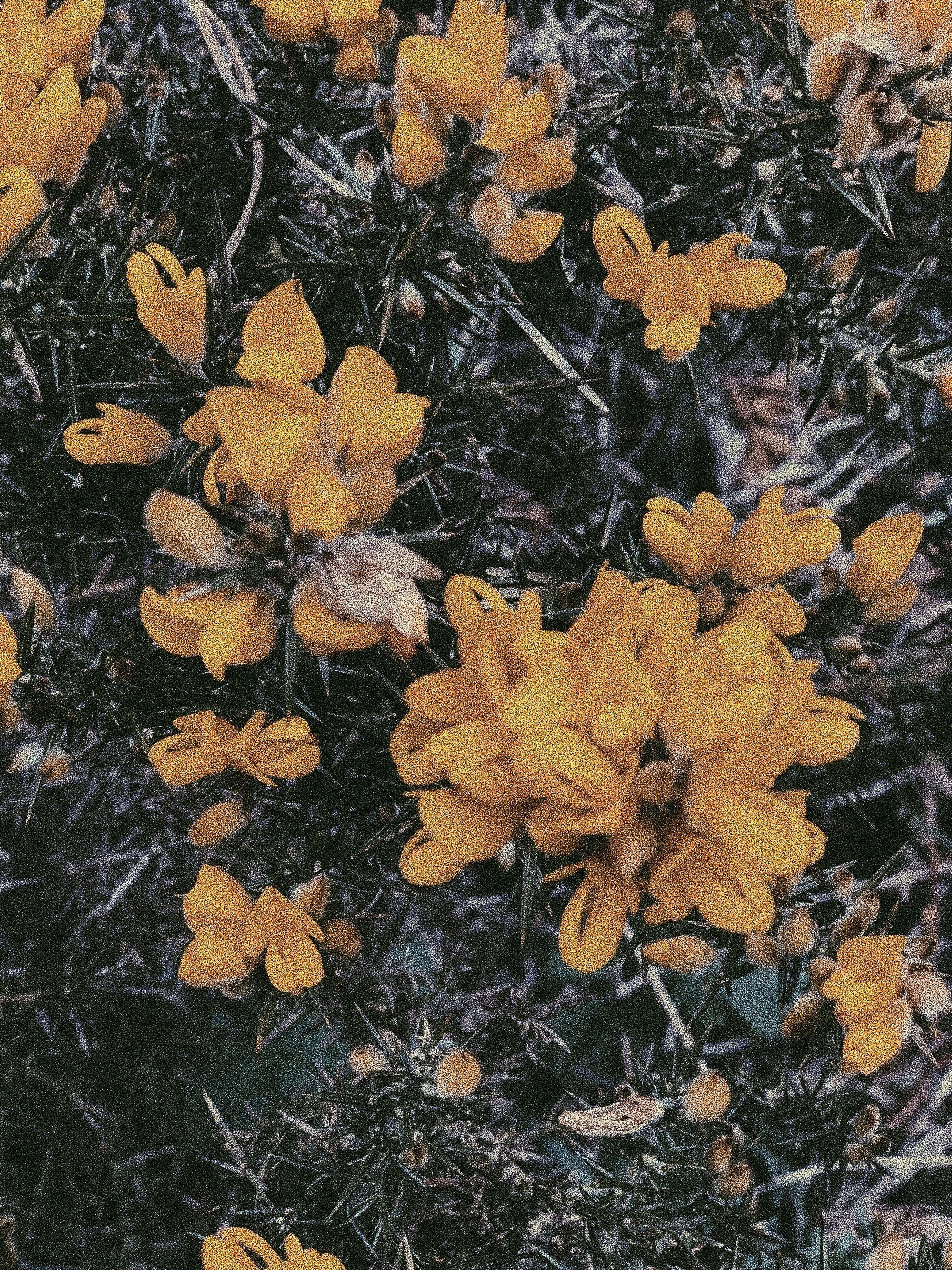 3024x4032 ↞ •nature is my home •↠ #nature #yellow #hawthorntree #flowers #indie #hipster #grainy #dusty #photoography #. Yellow aesthetic, Flower aesthetic, Hawthorn tree