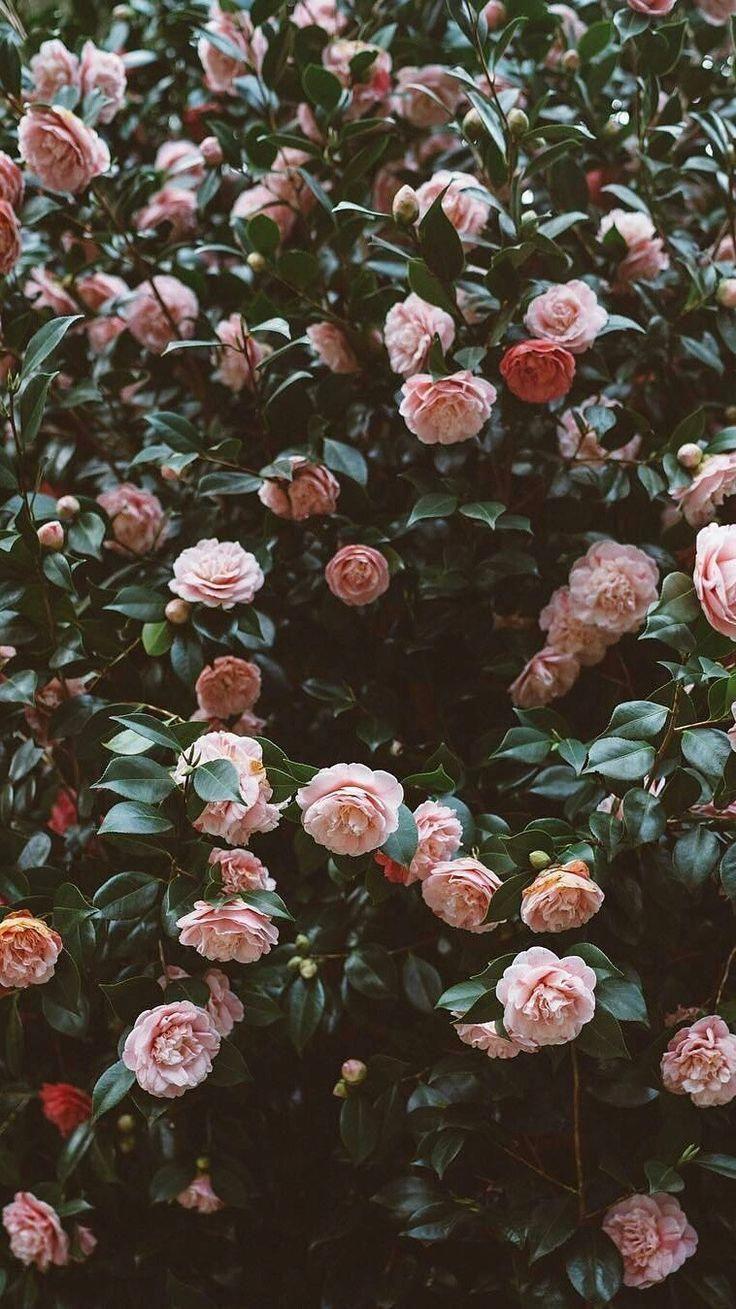 736x1309 Rose Wallpaper #romantic #vibes #flowerswallpaper flower, Flower iphone wallpaper, Rose wallpaper