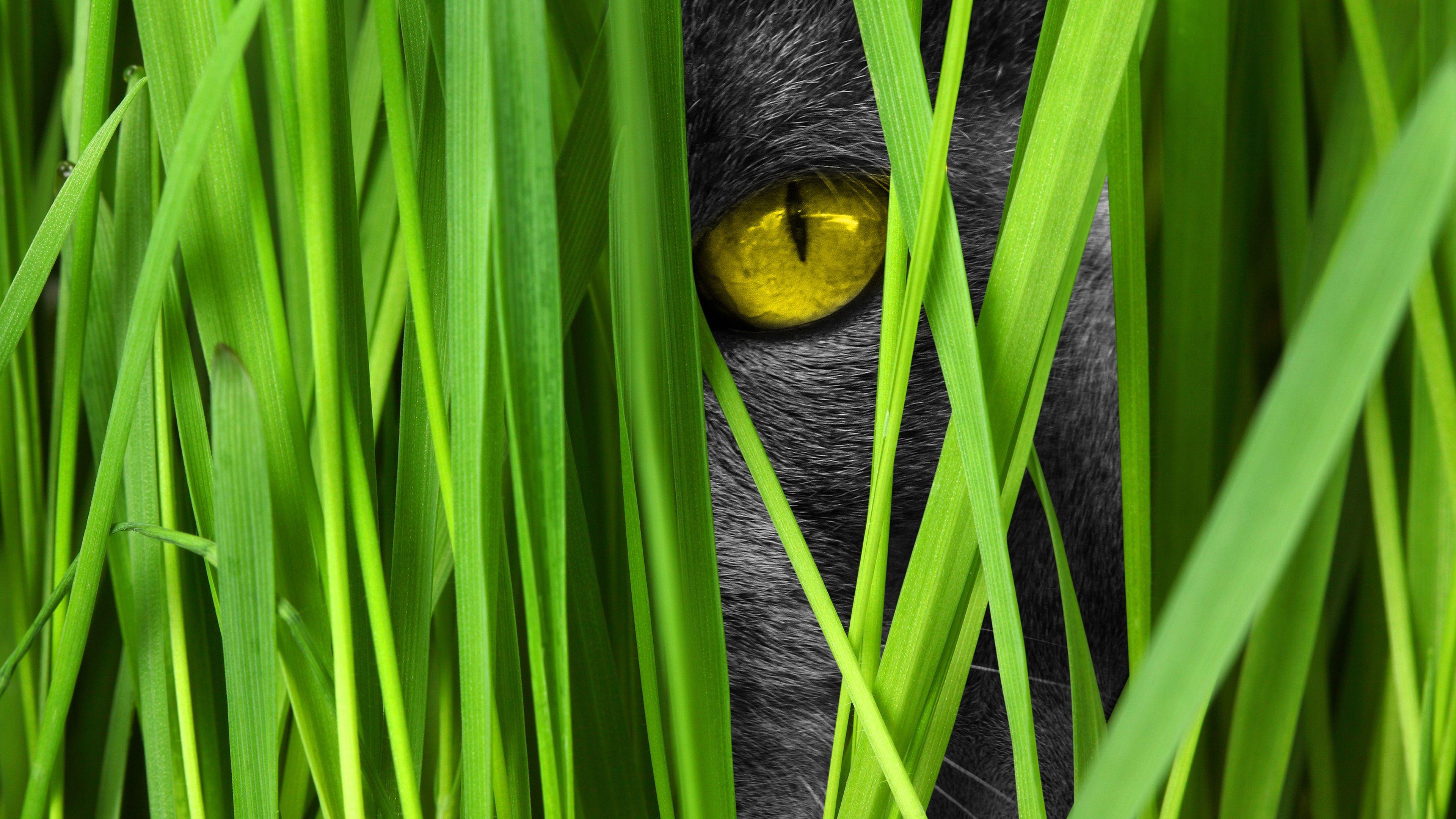 3840x2160 Big Cat Wallpaper 4K