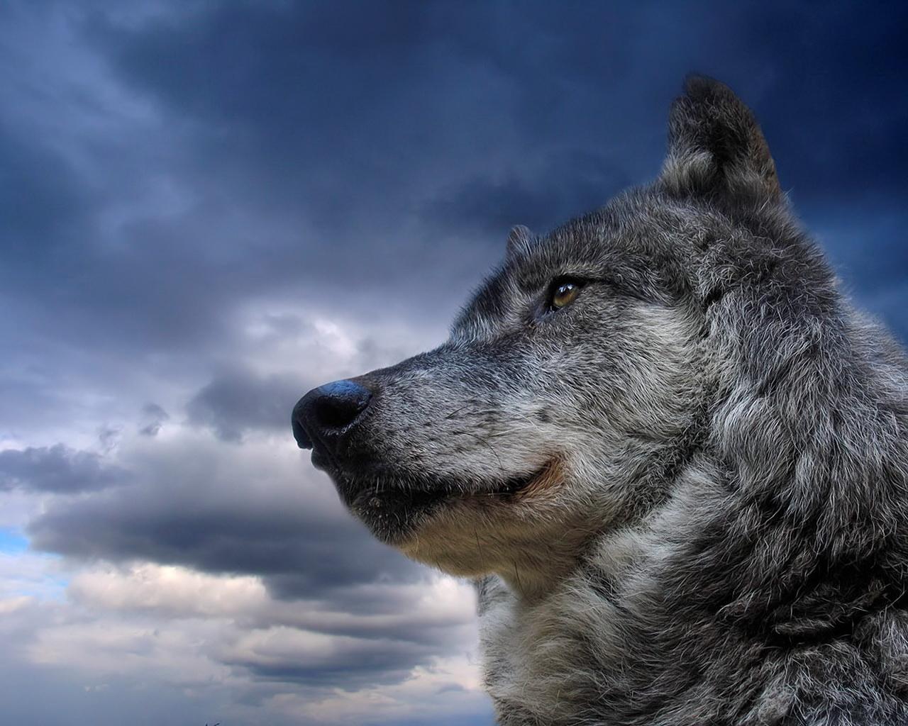 1280x1024 Anime Wolf Wallpaper 2